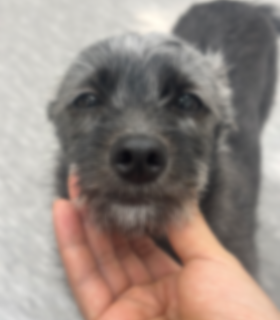 조직문화 31